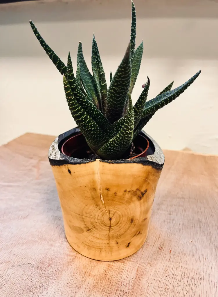 Plant Pot – Field Maple